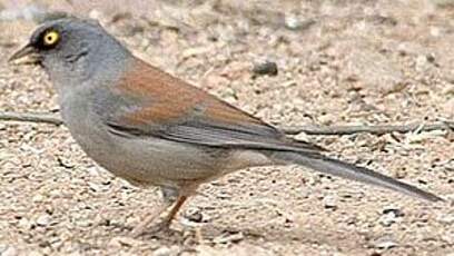 Junco aux yeux jaunes