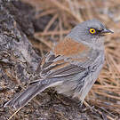 Junco aux yeux jaunes