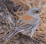 Junco aux yeux jaunes