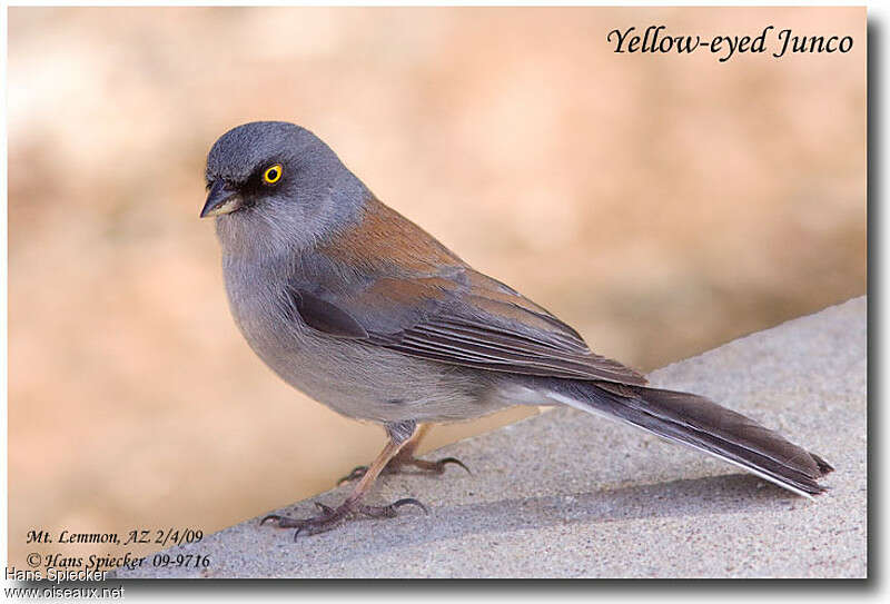 Junco aux yeux jaunesadulte