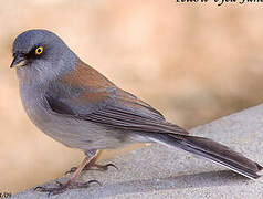 Yellow-eyed Junco