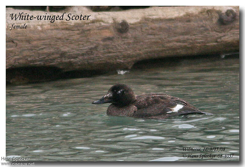 White-winged Scoter female adult breeding, identification