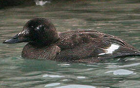 White-winged Scoter