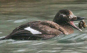 White-winged Scoter