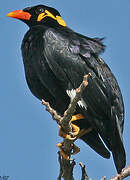 Common Hill Myna