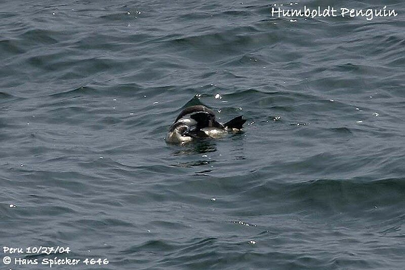 Humboldt Penguin