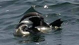 Humboldt Penguin