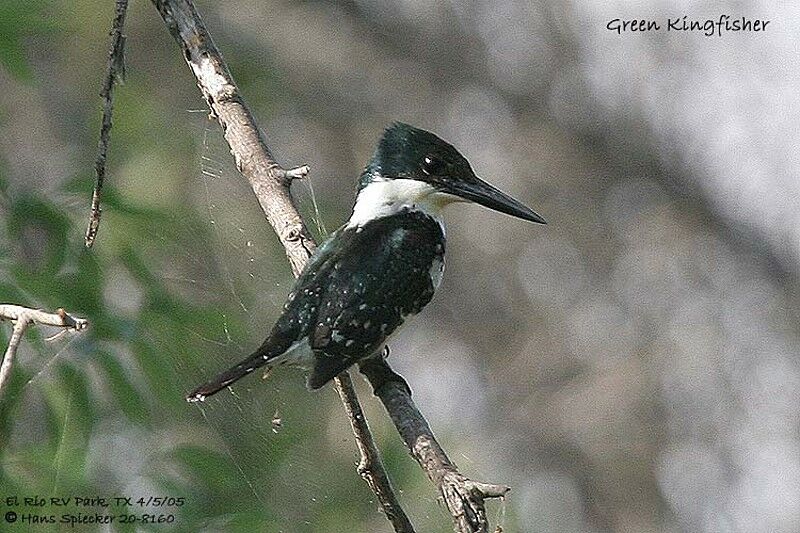 Green Kingfisher