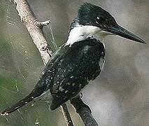 Green Kingfisher