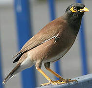 Common Myna