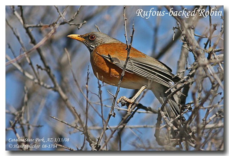 Rufous-backed Thrushadult