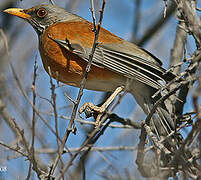 Rufous-backed Thrush