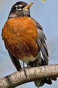 American Robin