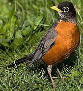 American Robin