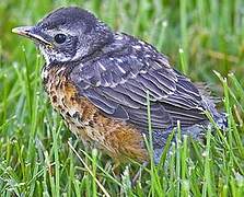 American Robin