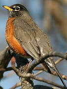 American Robin