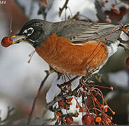 American Robin