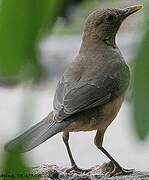 Clay-colored Thrush