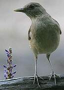 Clay-colored Thrush