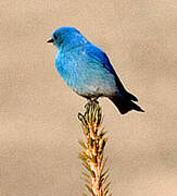 Mountain Bluebird