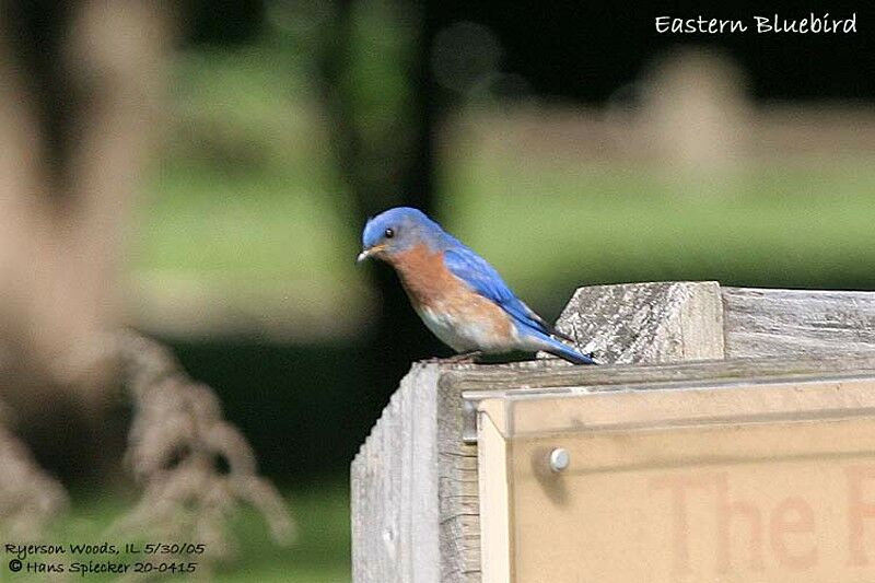 Eastern Bluebird