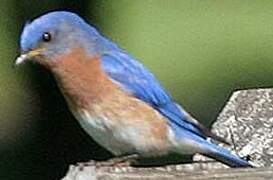 Eastern Bluebird