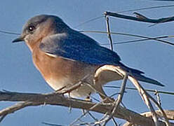 Eastern Bluebird