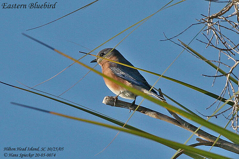 Eastern Bluebird