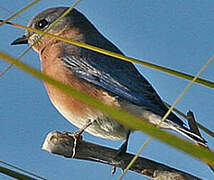 Eastern Bluebird