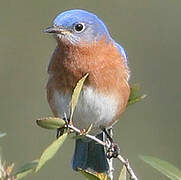 Eastern Bluebird