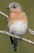 Eastern Bluebird