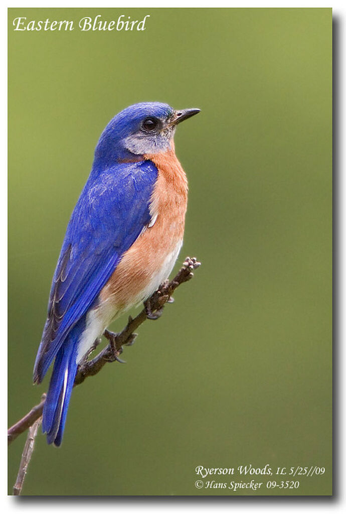 Eastern Bluebird male adult