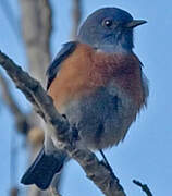 Western Bluebird