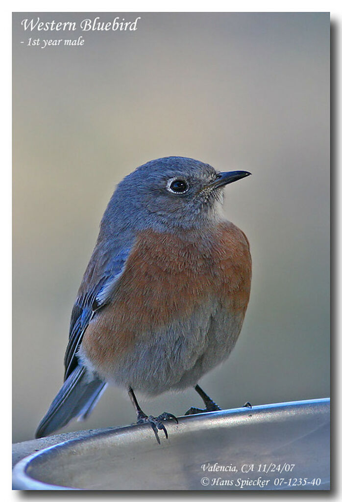 Western Bluebird male First year