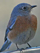 Western Bluebird