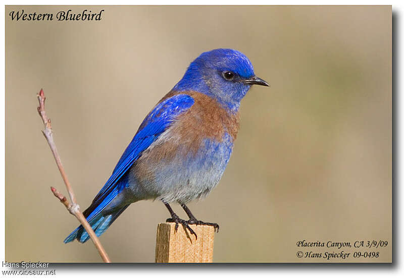 Western Bluebird male adult, identification