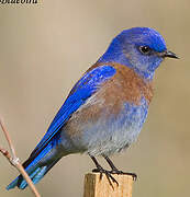 Western Bluebird