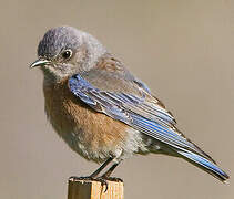 Western Bluebird