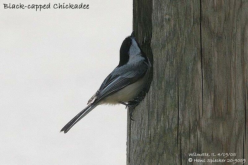 Black-capped Chickadee