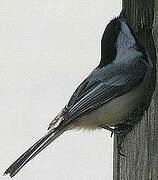 Black-capped Chickadee