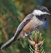 Black-capped Chickadee