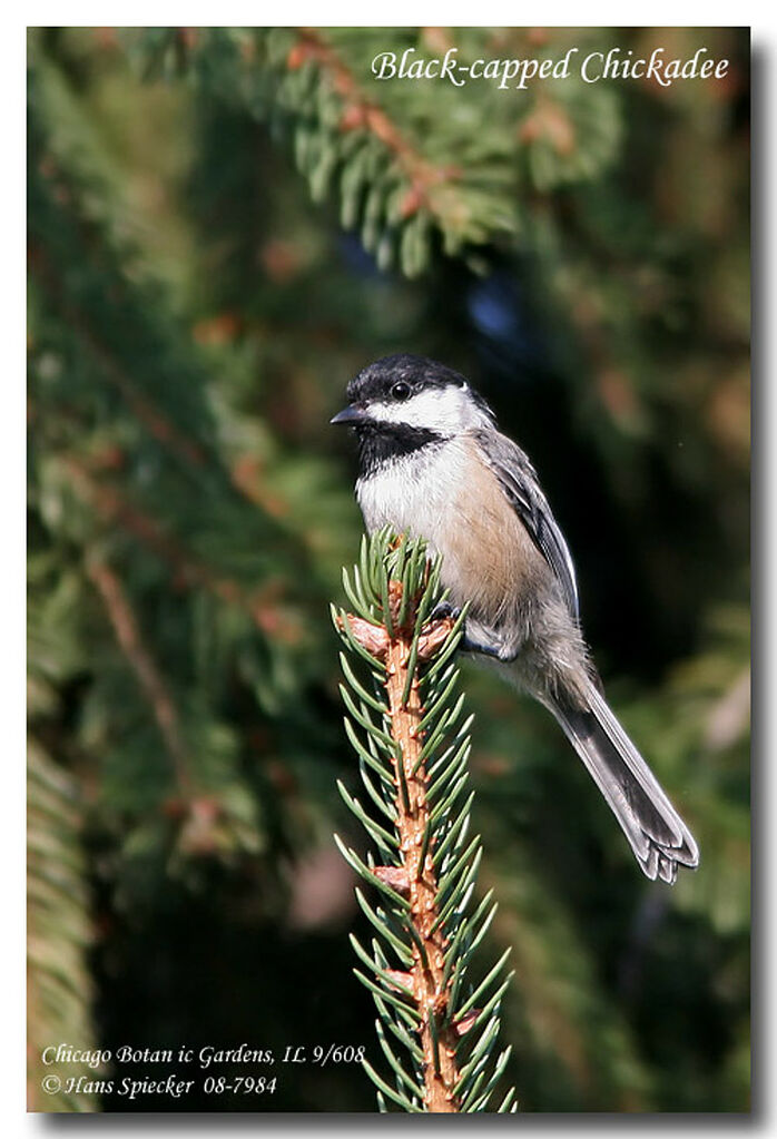 Black-capped Chickadeeadult