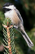 Black-capped Chickadee