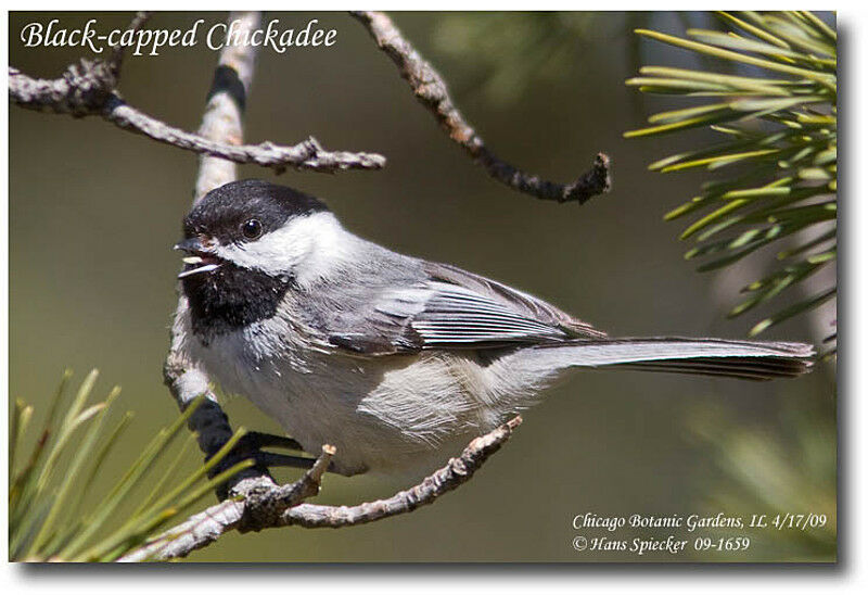 Black-capped Chickadeeadult