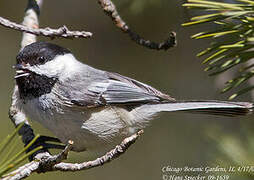 Black-capped Chickadee