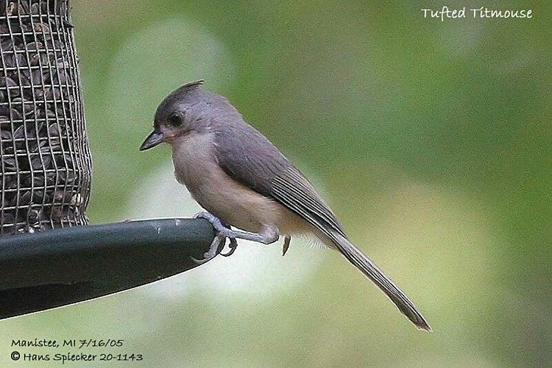 Tufted Titmouse