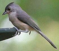 Tufted Titmouse