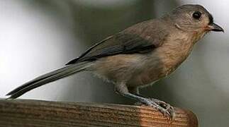 Tufted Titmouse