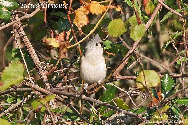 Mésange bicolore