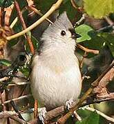 Tufted Titmouse